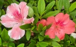 Lady Cavendish Azalea - 6 Pack Of 1 Gallon Pots -Plant Serie Store azalea cavendish 2