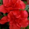 Autumn Embers Encore Azalea - 6 Pack Of 1 Gallon Pots -Plant Serie Store azalea encore autumn embers 102