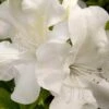 Autumn Ivory Encore Azalea - 6 Pack Of 1 Gallon Pots -Plant Serie Store azalea encore autumn ivory 2