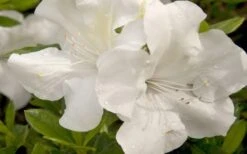 Autumn Ivory Encore Azalea - 6 Pack Of 1 Gallon Pots -Plant Serie Store azalea encore autumn ivory 20