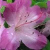 Fawn Azalea - 2 Gallon Pot -Plant Serie Store azalea fawn 1