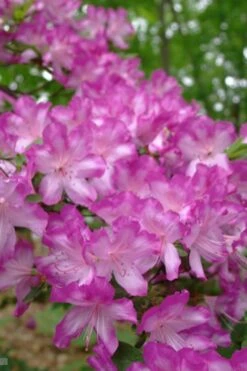 Fawn Azalea - 2 Gallon Pot -Plant Serie Store azalea fawn 6