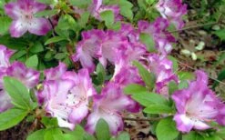 Fawn Azalea - 2 Gallon Pot -Plant Serie Store azalea fawn 7