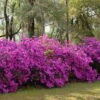 Formosa Southern Indica Azalea - 1 Gallon Pot 2 Formosa Southern Indica Azalea - 1 Gallon Pot -Plant Serie Store azalea formosa hedge