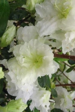 Helen Curtis Azalea - 3 Gallon Pot -Plant Serie Store azalea helen curtis 7