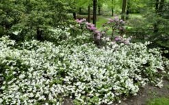 Helen Curtis Azalea - 3 Gallon Pot -Plant Serie Store azalea helen curtis 9