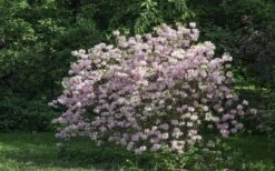 Lilacina Southern Indica Azalea - 3 Gallon Pot -Plant Serie Store azalea indica lilacina 6