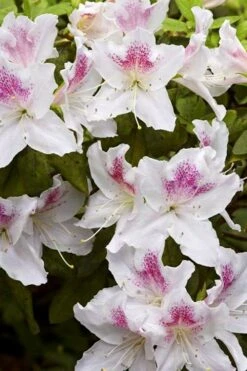 Joga Satsuki Azalea - 3 Gallon Pot -Plant Serie Store azalea joga 1