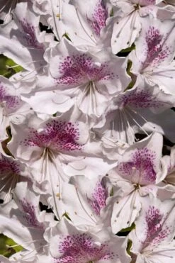 Joga Satsuki Azalea - 3 Gallon Pot -Plant Serie Store azalea joga 6