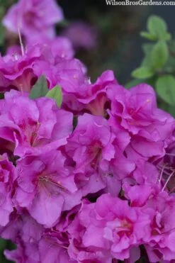 Perfecto Mundo Double Purple Reblooming Azalea - 3 Gallon Pot -Plant Serie Store azalea perfecto mondo double20purple 3