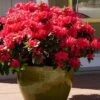 Perfecto Mundo Red Reblooming Azalea - 2 Gallon Pot -Plant Serie Store azalea perfecto mundo red 3