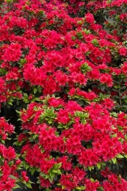 Perfecto Mundo Red Reblooming Azalea - 2 Gallon Pot 13 Perfecto Mundo Red Reblooming Azalea - 2 Gallon Pot -Plant Serie Store azalea perfecto mundo red 5