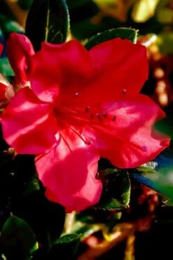 Perfecto Mundo Red Reblooming Azalea - 2 Gallon Pot 15 Perfecto Mundo Red Reblooming Azalea - 2 Gallon Pot -Plant Serie Store azalea perfecto mundo red 6