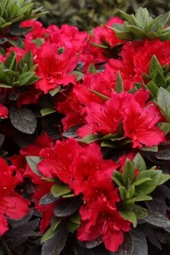 Perfecto Mundo Red Reblooming Azalea - 2 Gallon Pot 12 Perfecto Mundo Red Reblooming Azalea - 2 Gallon Pot -Plant Serie Store azalea perfecto mundo red 8
