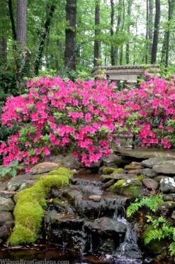 Pink Formosa Azalea - 3 Gallon Pot 10 Pink Formosa Azalea - 3 Gallon Pot -Plant Serie Store azalea pink formosa 2 1