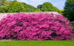 Pink Formosa Azalea - 3 Gallon Pot 11 Pink Formosa Azalea - 3 Gallon Pot -Plant Serie Store azalea pink formosa 4 1