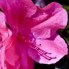 Pink Formosa Azalea - 3 Gallon Pot -Plant Serie Store azalea pink formosa 5 1