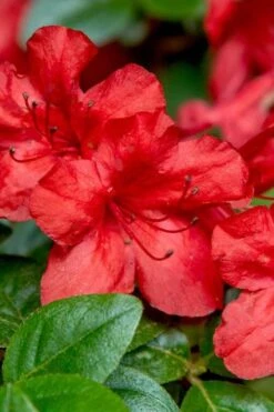 Stewartstonian Azalea - 3 Gallon Pot 14 Stewartstonian Azalea - 3 Gallon Pot -Plant Serie Store azalea stewartstonian 2