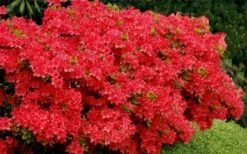 Stewartstonian Azalea - 3 Gallon Pot 17 Stewartstonian Azalea - 3 Gallon Pot -Plant Serie Store azalea stewartstonian 3