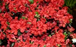 Stewartstonian Azalea - 3 Gallon Pot 18 Stewartstonian Azalea - 3 Gallon Pot -Plant Serie Store azalea stewartstonian 6