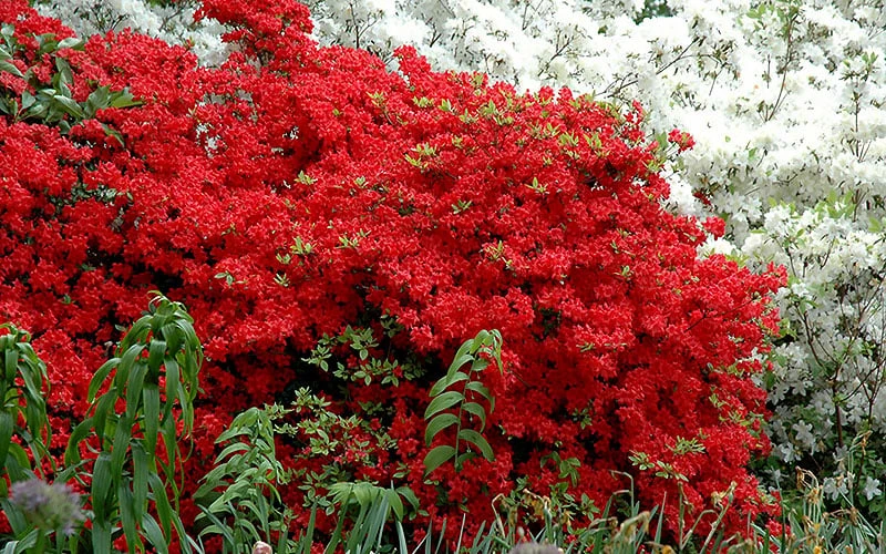 Stewartstonian Azalea - 3 Gallon Pot 7 Stewartstonian Azalea - 3 Gallon Pot - Image 5