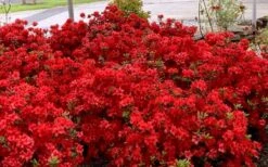 Stewartstonian Azalea - 3 Gallon Pot 16 Stewartstonian Azalea - 3 Gallon Pot -Plant Serie Store azalea stewartstonian 8
