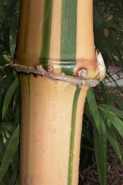 Golden Square Stem Bamboo (Chimonobambusa Quadrangularis 'Suow') - 3 Gallon Pot 3 Golden Square Stem Bamboo (Chimonobambusa Quadrangularis 'Suow') - 3 Gallon Pot