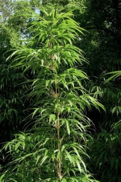 Golden Square Stem Bamboo (Chimonobambusa Quadrangularis 'Suow') - 3 Gallon Pot 15 Golden Square Stem Bamboo (Chimonobambusa Quadrangularis 'Suow') - 3 Gallon Pot -Plant Serie Store bamboo golden square stem 6