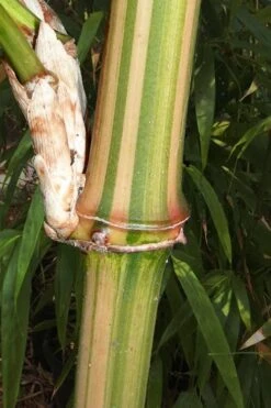 Golden Square Stem Bamboo (Chimonobambusa Quadrangularis 'Suow') - 3 Gallon Pot 14 Golden Square Stem Bamboo (Chimonobambusa Quadrangularis 'Suow') - 3 Gallon Pot -Plant Serie Store bamboo golden square stem 9