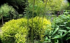 Dwarf Golden Leaf Bamboo - Pleioblastus Viridistriatus 'Chrysophyllus' - 3 Gallon Pot -Plant Serie Store bamboo green stripe 3 2