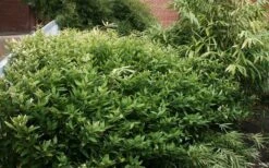 Ruscus Bamboo (Shibataea Kumasaca) - 3 Gallon Pot -Plant Serie Store bamboo ruscus 21