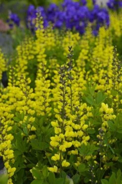 Lemon Meringue Baptisia (False Indigo) - 1 Gallon Pot -Plant Serie Store baptisia lemon meringue 2