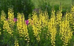 Lemon Meringue Baptisia (False Indigo) - 1 Gallon Pot -Plant Serie Store baptisia lemon meringue 3