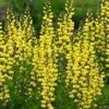 Lemon Meringue Baptisia (False Indigo) - 1 Gallon Pot -Plant Serie Store baptisia lemon meringue 4
