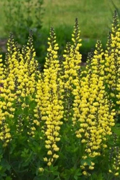 Lemon Meringue Baptisia (False Indigo) - 1 Gallon Pot