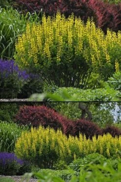 Lemon Meringue Baptisia (False Indigo) - 1 Gallon Pot -Plant Serie Store baptisia lemon meringue 5