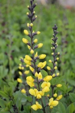Lemon Meringue Baptisia (False Indigo) - 1 Gallon Pot -Plant Serie Store baptisia lemon meringue 7