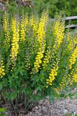 Lemon Meringue Baptisia (False Indigo) - 1 Gallon Pot -Plant Serie Store baptisia lemon meringue 8