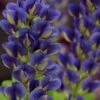 Sparkling Sapphires Baptisia (False Indigo) - 1 Gallon Pot -Plant Serie Store baptisia sparkling sapphire 1