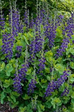 Sparkling Sapphires Baptisia (False Indigo) - 1 Gallon Pot -Plant Serie Store baptisia sparkling sapphire 10