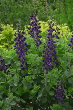 Sparkling Sapphires Baptisia (False Indigo) - 1 Gallon Pot -Plant Serie Store baptisia sparkling sapphire 3