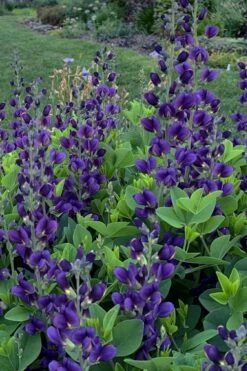 Sparkling Sapphires Baptisia (False Indigo) - 1 Gallon Pot -Plant Serie Store baptisia sparkling sapphire 5
