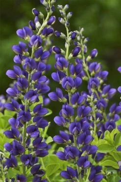 Sparkling Sapphires Baptisia (False Indigo) - 1 Gallon Pot -Plant Serie Store baptisia sparkling sapphire 7