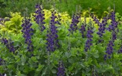 Sparkling Sapphires Baptisia (False Indigo) - 1 Gallon Pot -Plant Serie Store baptisia sparkling sapphire 9