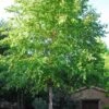River Birch Tree (Single Trunk) - 3 Gallon Pot -Plant Serie Store betula nigra single trunk river birch 1