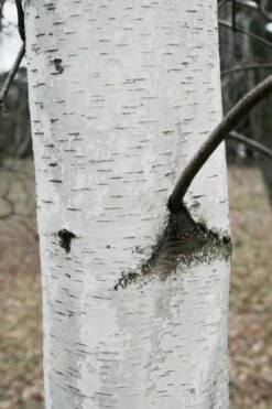 Gray Birch Tree (Betula Populifolia) - 3 Pack Of 1.5 Quart Pots 12 Gray Birch Tree (Betula Populifolia) - 3 Pack Of 1.5 Quart Pots -Plant Serie Store betula populifolia grey birch tree 1