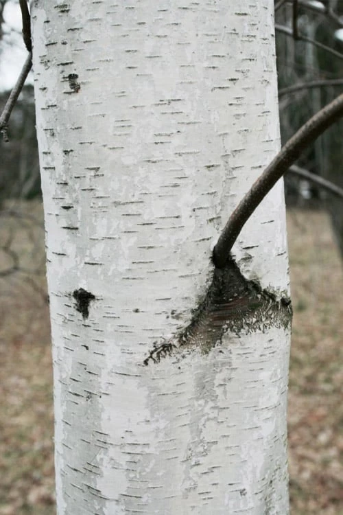Gray Birch Tree (Betula Populifolia) - 3 Pack Of 1.5 Quart Pots 7 Gray Birch Tree (Betula Populifolia) - 3 Pack Of 1.5 Quart Pots - Image 5
