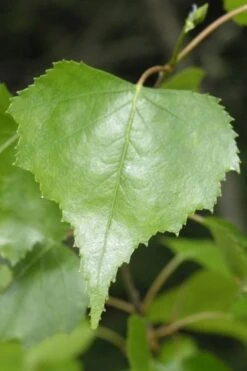 Gray Birch Tree (Betula Populifolia) - 3 Pack Of 1.5 Quart Pots 11 Gray Birch Tree (Betula Populifolia) - 3 Pack Of 1.5 Quart Pots -Plant Serie Store betula populifolia grey birch tree 2