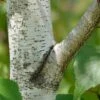 Gray Birch Tree (Betula Populifolia) - 3 Pack Of 1.5 Quart Pots -Plant Serie Store betula populifolia grey birch tree 3