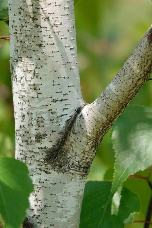 Gray Birch Tree (Betula Populifolia) - 3 Pack Of 1.5 Quart Pots 3 Gray Birch Tree (Betula Populifolia) - 3 Pack Of 1.5 Quart Pots